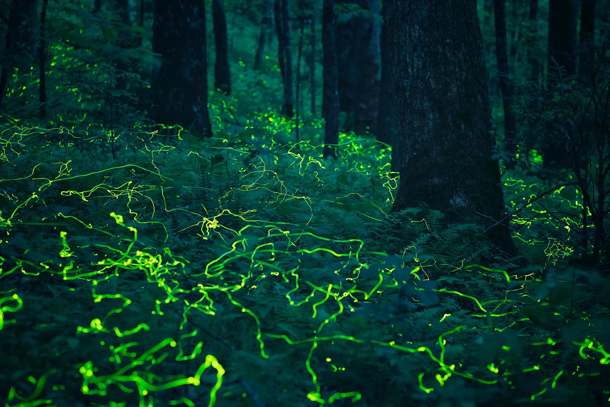 dupont blue ghost fireflies